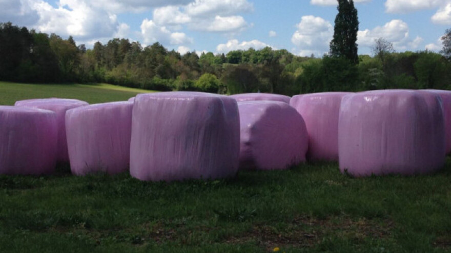 Polje osvanulo s ružičastim balama sijena!