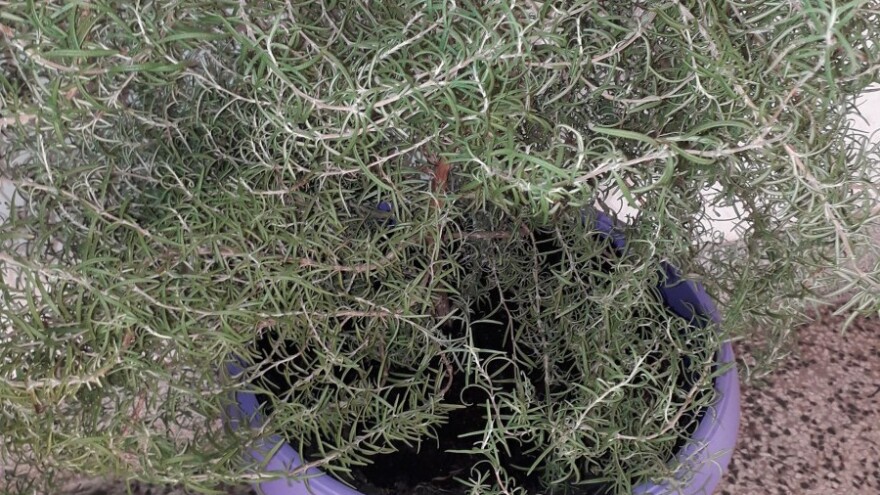 Ne lomite mi ruzmarin - on je živo biće i to ga boli