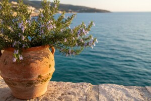 Ružmarin - jednostavan put do zdravlja