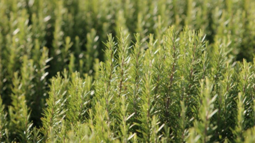 Ruzmarin - jednostavan put do zdravlja