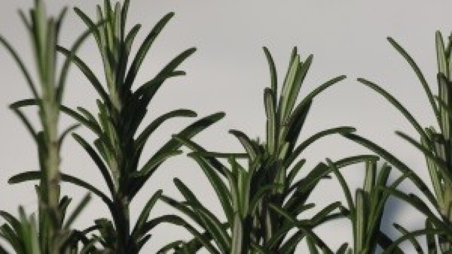 Razmnožavanje začinskih biljaka