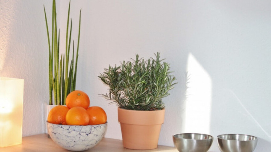 Odaberite prave biljke za svoj prostor