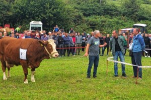 Kladuški poljoprivrednici pokazali svoja najbolja grla: Ovo su šampioni