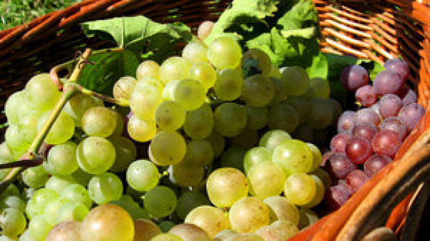 Mjere u zaštiti vinove loze