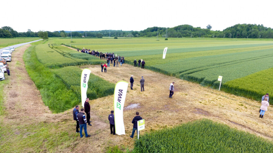 RWA pšenice pobijedile u pokusu kombinata Kutjevo