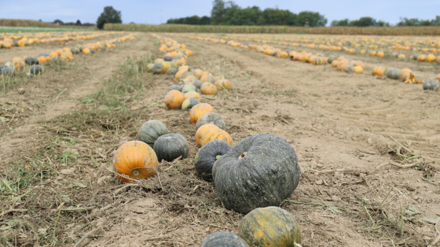 RWA organizira Dan polja uljne tikve u Ivanić-Gradu