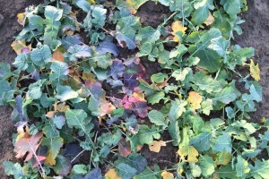 Ponovljeno ispitivanje prisutnosti Turnip Yellow virusa u Hrvatskoj