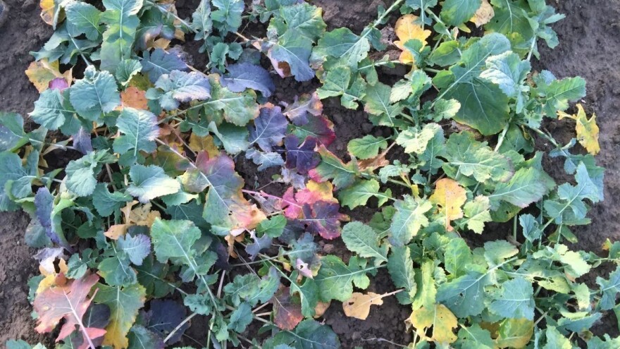 Ponovljeno ispitivanje prisutnosti Turnip Yellow virusa u Hrvatskoj