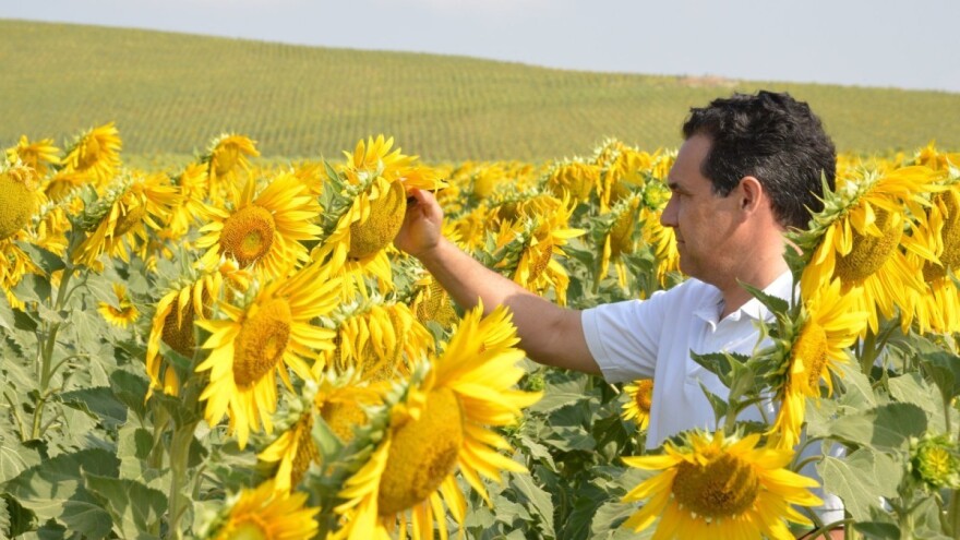 Hibrid suncokreta LG 50.479 SX u pokusu čepinske uljare dao više od 4 t/ha