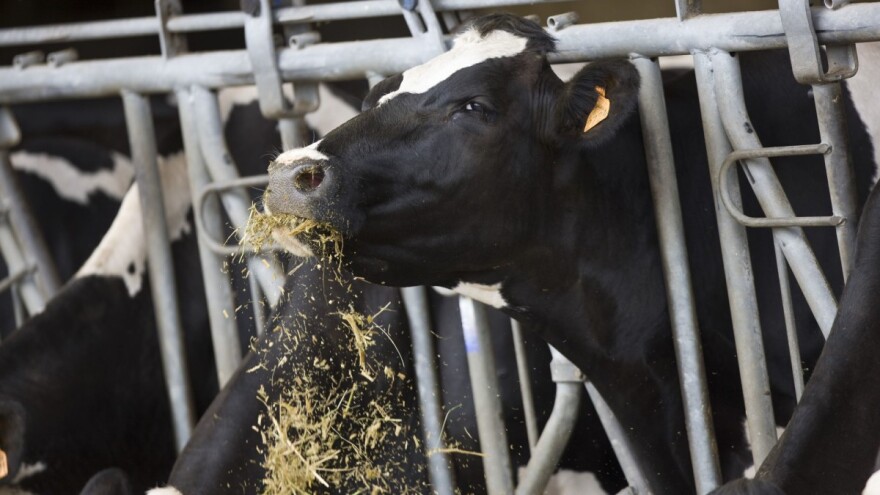 Zašto sijati LGAN silažne hibride kukuruza?