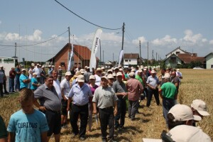 Sofru najprinosnija pšenica u važnom pokusu kombinata PIK Vinkovci!