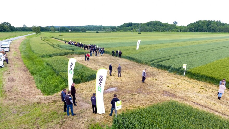 RWA sorte pšenice (opet) rušile rekorde u pokusima, koja je tajna?