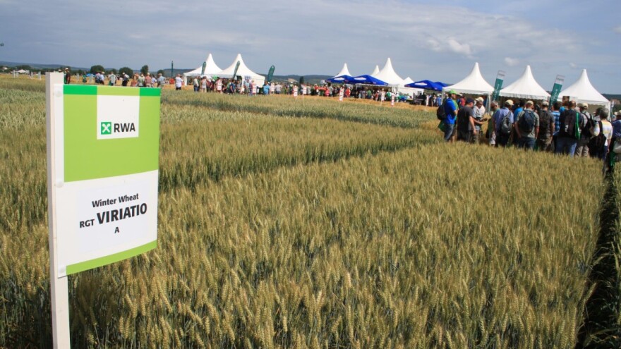 RWA sorte pšenice i u ovoj nepovoljnoj godini ostvarile odlične rezultate