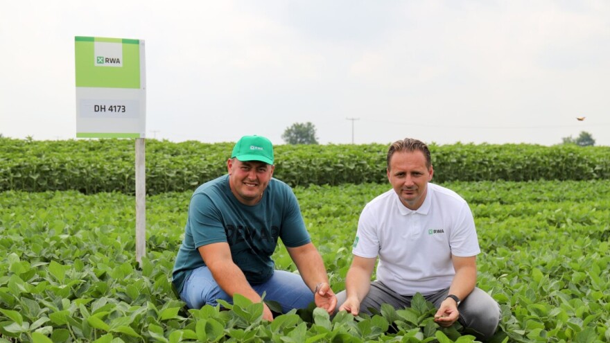 Nikola Vučković: GRAINDOR i SOFRU daju odličan prinos, kiša ih nije polegla