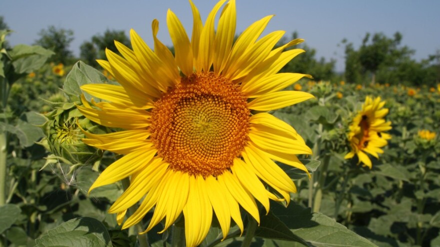 RWA suncokreti - za visoke prinose