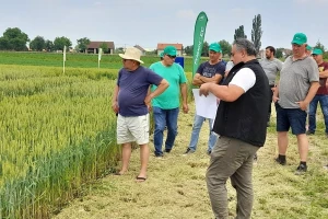 RWA pšenice unatoč suši izvukle maksimum, Sofru i dalje omiljena