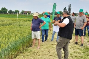 RWA pšenice unatoč suši izvukle maksimum, Sofru i dalje omiljena