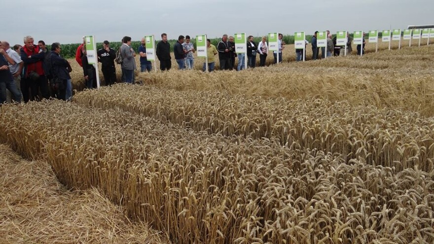 Prvih 20 godina RWA u Hrvatskoj uz  nove sorte i novi tim:  otkupit ćemo više od 125.000 tona žitarica i uljarica!