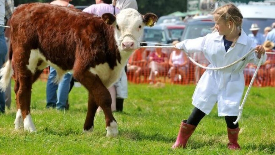 Ryedale Show sa stočarskom izložbom