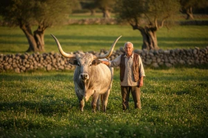 S boškarinima živi kao na godišnjem odmoru!