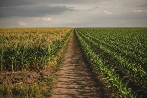 S Europom došli i problemi - a zovu se GMO