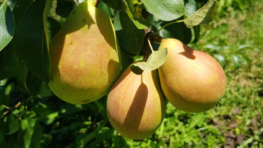U Gradišci počela probirna berba krušaka - rod voćaka bit će veći od očekivanog