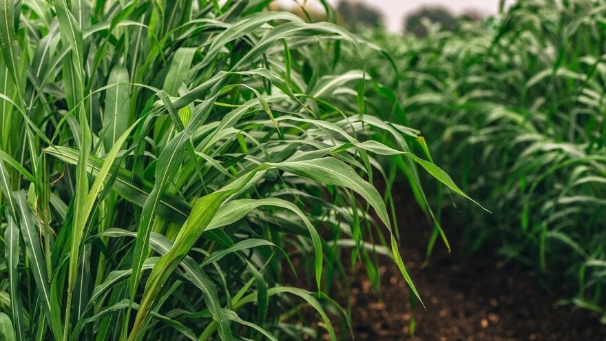 Počinje sjetva sudanske trave, značajne krmne biljke