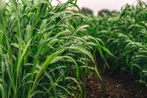 Počinje setva sudanske trave, značajne krmne biljke