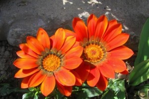 Gerberi
