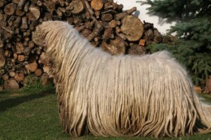 Komondor - mađarski pastirski pas