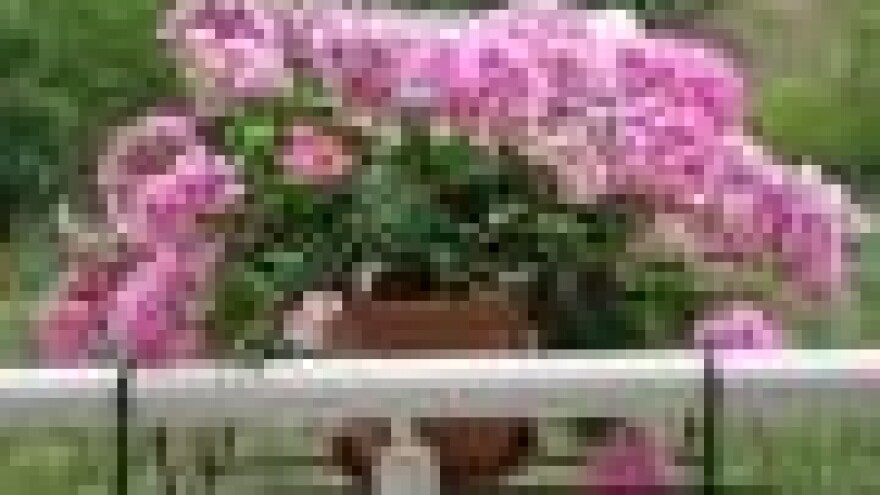 Zaštita sobnog bilja