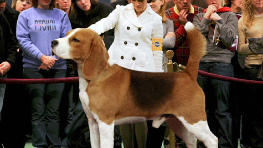 Pravilna hranidba pasa