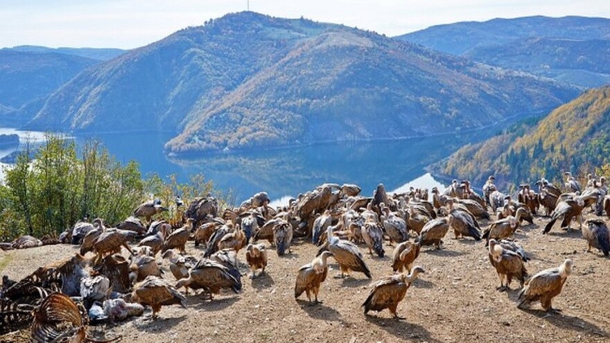 Dobrila se vratila kući: Zalutali bjeloglavi sup avionom stigao iz Turske