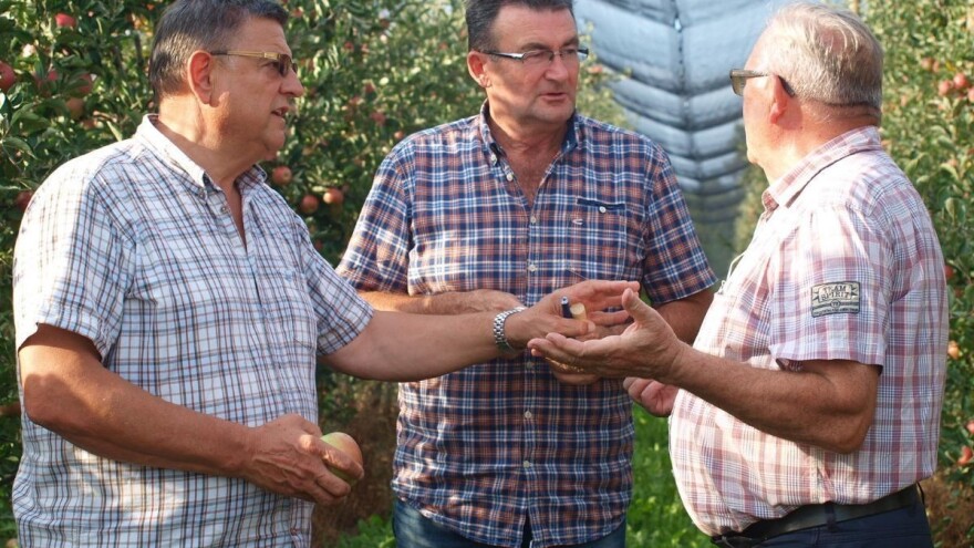 Markota: Trgovački lanci ruše cijenu hrvatske jabuke, voćari spremni i na dijeljenje jabuka