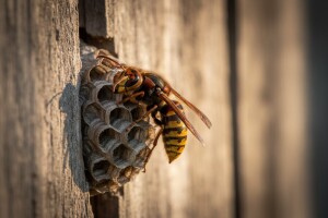 Sa stršljenima oprezno!