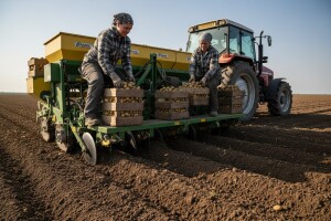 Sadi se više krumpira nego lani