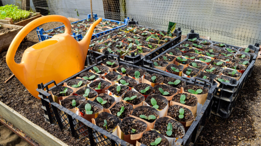 Vedrana Goričanac: Potrebe za povrćarskim sadnim materijalom sve veće, razmišljamo o proširenju