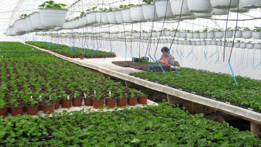 Uzgajivači cveća nemaju pauzu ni u jednom periodu godine