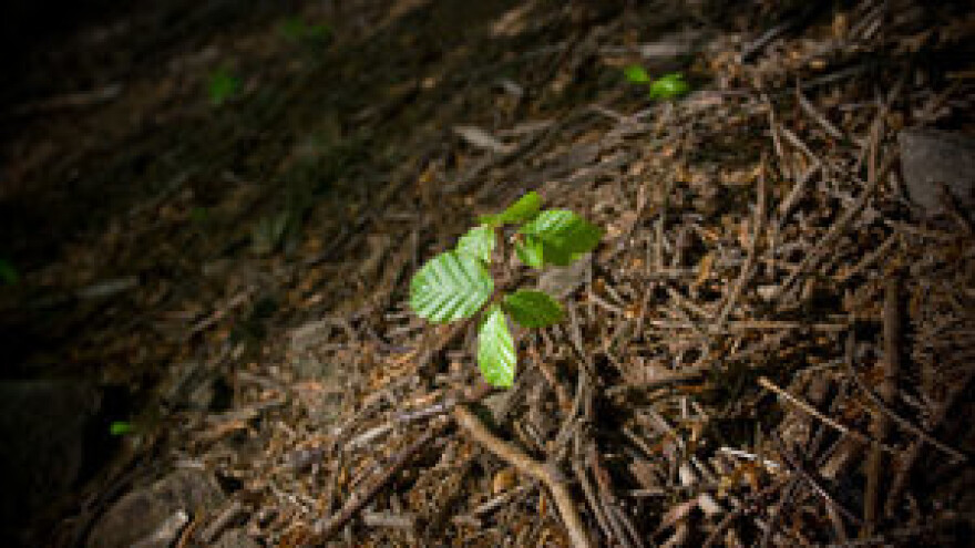 Nabavite sadnice uz velike subvencije