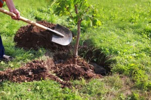 Zasadili 9 hiljada sadnica za jedan dan širom BiH