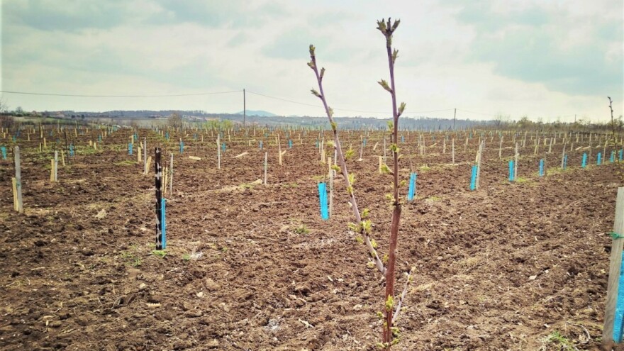 Zašto su priprema zemljišta i kvalitetne sadnice najvažniji preduslov u sadnji voća?