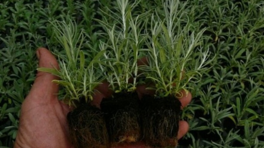 Besplatne sadnice i sjeme smilja za sadnju