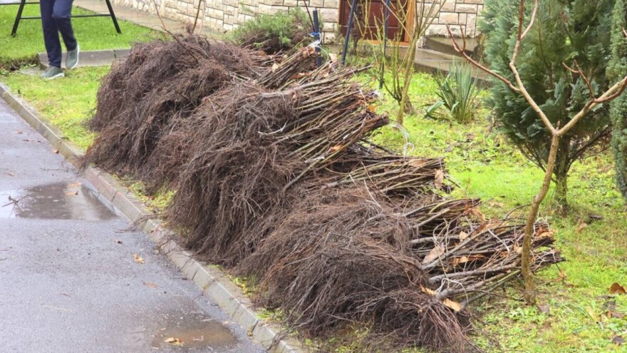 Tešanjski pčelari dobili hiljadu sadnica kestena