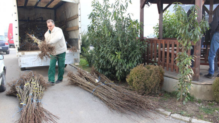 Podjela sadnica lješnjaka, oraha, kruške...