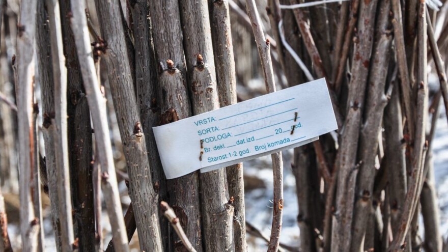 Izvoz srpskih sadnica leske u EU, uskoro i koštunjavo voće