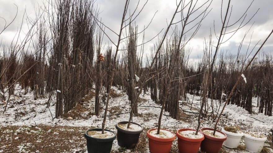Povedite računa od koga kupujete sadnice voća