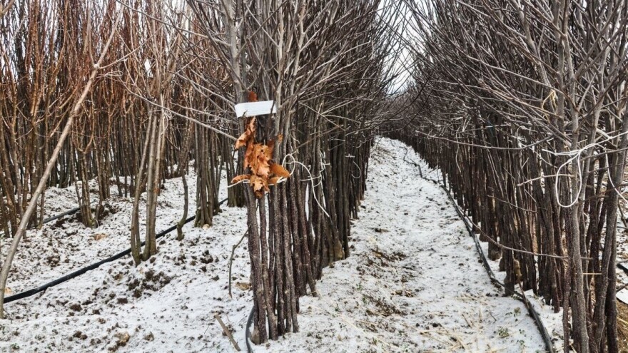 Kako sadnice voćaka staviti u trap, a kako ih vaditi i zaštititi?