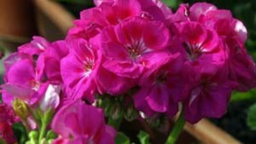 Sajam cvjetnih sadnica u Zagrebu