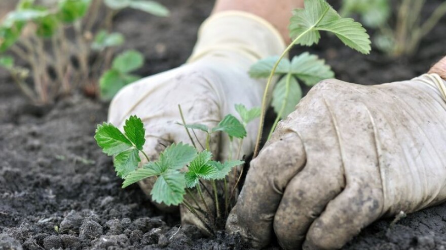 Grad Kaštela sufinancira kupnju sadnica