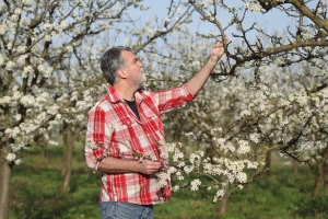 Mijenja se Pravilnik o sadnicama voća za tržište!